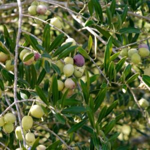 Spaanse kleine groene Arbequina olijven voor de oogst