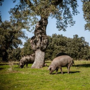 Grazende Spaanse Ibérico varkens | Zwart varkensras op zoek naar eikeltjes