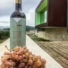 Mas Rodó Macabeo Criança | D.O. PENEDÈS