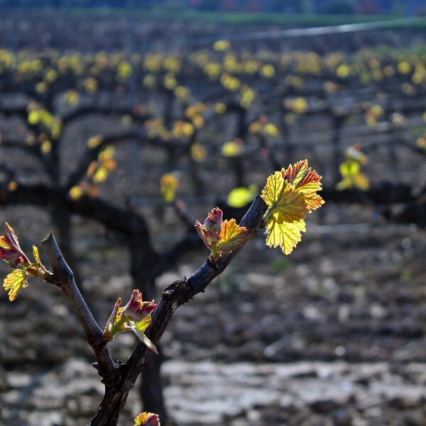 Castellvi Xarello Ecològic | D.O. PENEDÈS