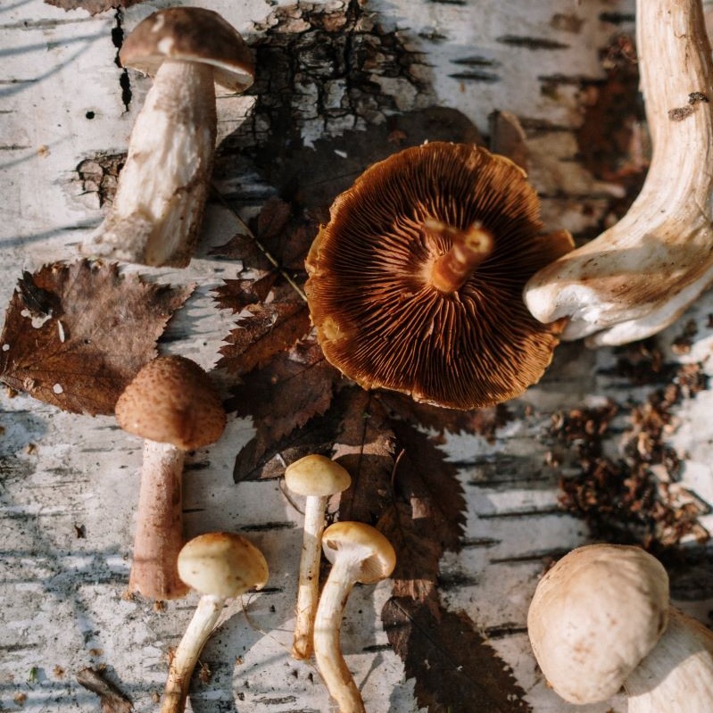 Assortiment paddenstoelen | bolets - setas - mushrooms